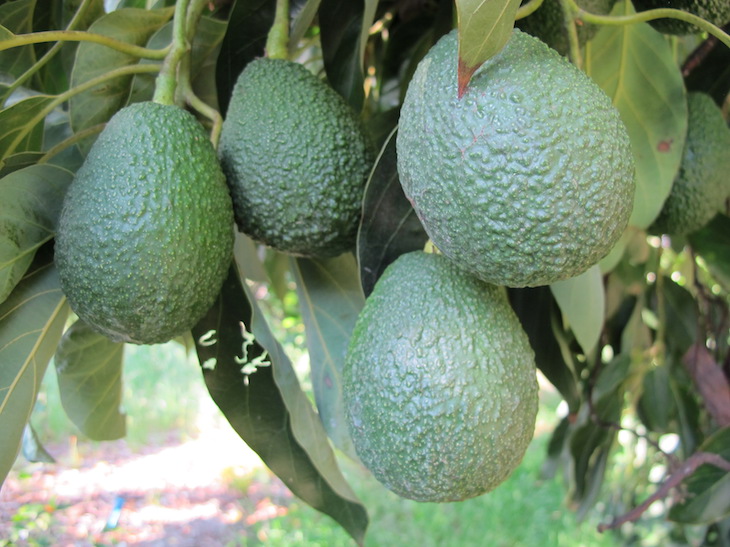 Churchill Orchard – Our Fruit Varieties – Churchill Orchard in the Ojai ...