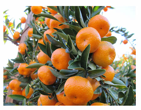 Churchill Orchard In The Ojai Valley – Fine Tangerines And Varietal 